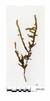藏品(耳平苔屬)的圖片